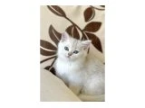 MÜKEMMEL GENETİK KAR TOPU BEYAZ VE GRİ ( DİK VE KIRIK KULAK ) - British Shorthair - Ankara