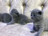 yavru british ve shorthair kediler