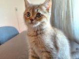 Kedilerimizi sahiplendireceğiz. Sarılar Erkek, Kahverengi Dişi. 2.5 aylık British Shorthair yavrularımız 