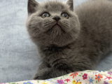 52 günlük british shorthair cinsi kedi