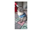 Sevimli Blue poınt - British Shorthair