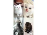 Beyaz british shorthair