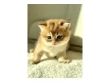 Golden Britsh Shorthair NY11 dişi 1 erkek 1 - British Shorthair