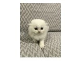 6 adet yavrularimiz sahiplendirilecekler - British Shorthair