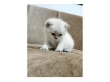 Yavrular yeni evlerini arıyor - British Shorthair