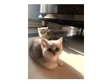 BABY FACE BRTİSH SHORTHAİR LYNX POİNT - British Shorthair