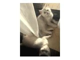 BABY FACE BRTİSH SHORTHAİR LYNX POİNT - 2