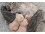 1 buçuk aylık dişi ve erkek - British Shorthair