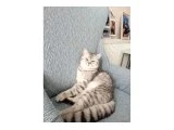 Ücretsiz sahiplendirme - British Shorthair