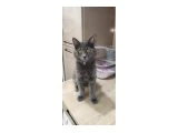 5 Aylık Russian Blue & Nebelung Erkek Pasaportlu & Çipli - 2