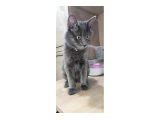5 Aylık Russian Blue & Nebelung Erkek Pasaportlu & Çipli - 3