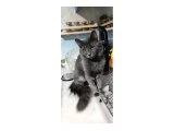 5 Aylık Russian Blue & Nebelung Erkek Pasaportlu & Çipli