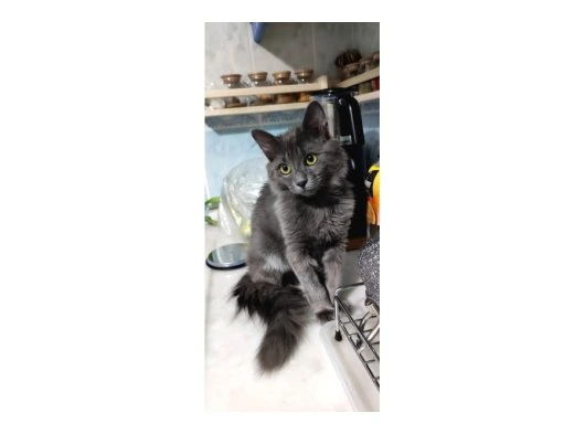 5 Aylık Russian Blue & Nebelung Erkek Pasaportlu & Çipli 