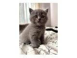 Yavrularımız sahiplerini arıyor - British Shorthair - Muğla