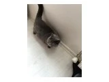 British shorthair - 2