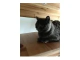 British shorthair - İzmir