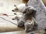 Yavru British Shorthair - Ankara