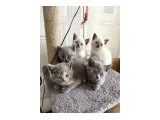 Yavru British Shorthair - 4