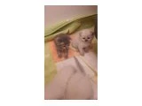 Scottish Fold Bebekler - 2