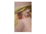 Scottish Fold Bebekler - 3