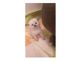 Scottish Fold Bebekler