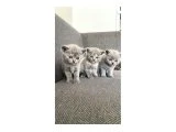 Yavru British Shorthair - 2