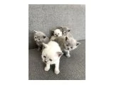 Yavru British Shorthair - 3