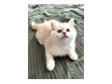 2 AYLIK BRİTİSH YAVRULAR - British Shorthair