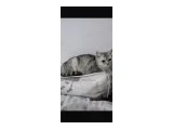 Kedi sahiplendirme