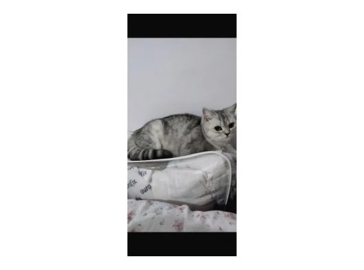 Kedi sahiplendirme 