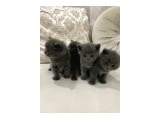 Yavru kedi sahiplendirme - British Shorthair