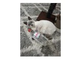 4 aylik BluePoint Erkek - British Shorthair