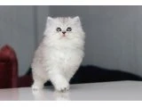 Full Şecereli Babadan Teslime Hazır DİŞİ - 2