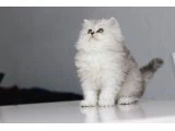 Full Şecereli Babadan Teslime Hazır DİŞİ - British Shorthair - Ankara