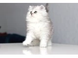 Full Şecereli Babadan Teslime Hazır DİŞİ - 3