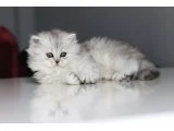 Full Şecereli Babadan Teslime Hazır DİŞİ - 5