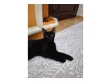 6 AYLIK KEDİLER - 1