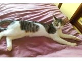 6 AYLIK KEDİLER - 3