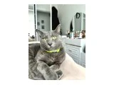 Russian blue