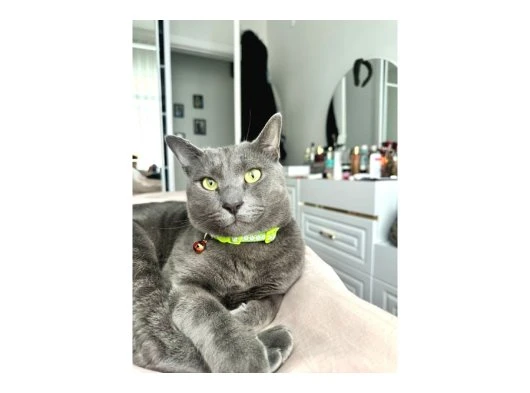 Russian blue