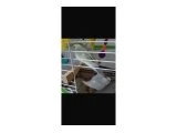 2 aylık 3 tane kuş - Muhabbet Kuşu
