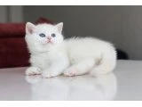 Full Şecereli Babadan Teslime Hazır DİŞİ - 5