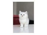 Full Şecereli Babadan Teslime Hazır DİŞİ - 3