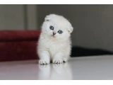 Full Şecereli Babadan Teslime Hazır DİŞİ - British Shorthair - Ankara