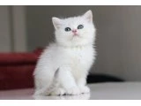 Full Şecereli Babadan Teslime Hazır DİŞİ - 6