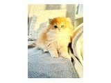 GOLDEN BRITISH LONGHAIR SAFKAN - 5