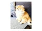 GOLDEN BRITISH LONGHAIR SAFKAN - 4
