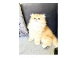 GOLDEN BRITISH LONGHAIR SAFKAN - 3