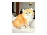GOLDEN BRITISH LONGHAIR SAFKAN - 2