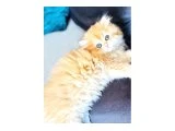 GOLDEN BRITISH LONGHAIR SAFKAN